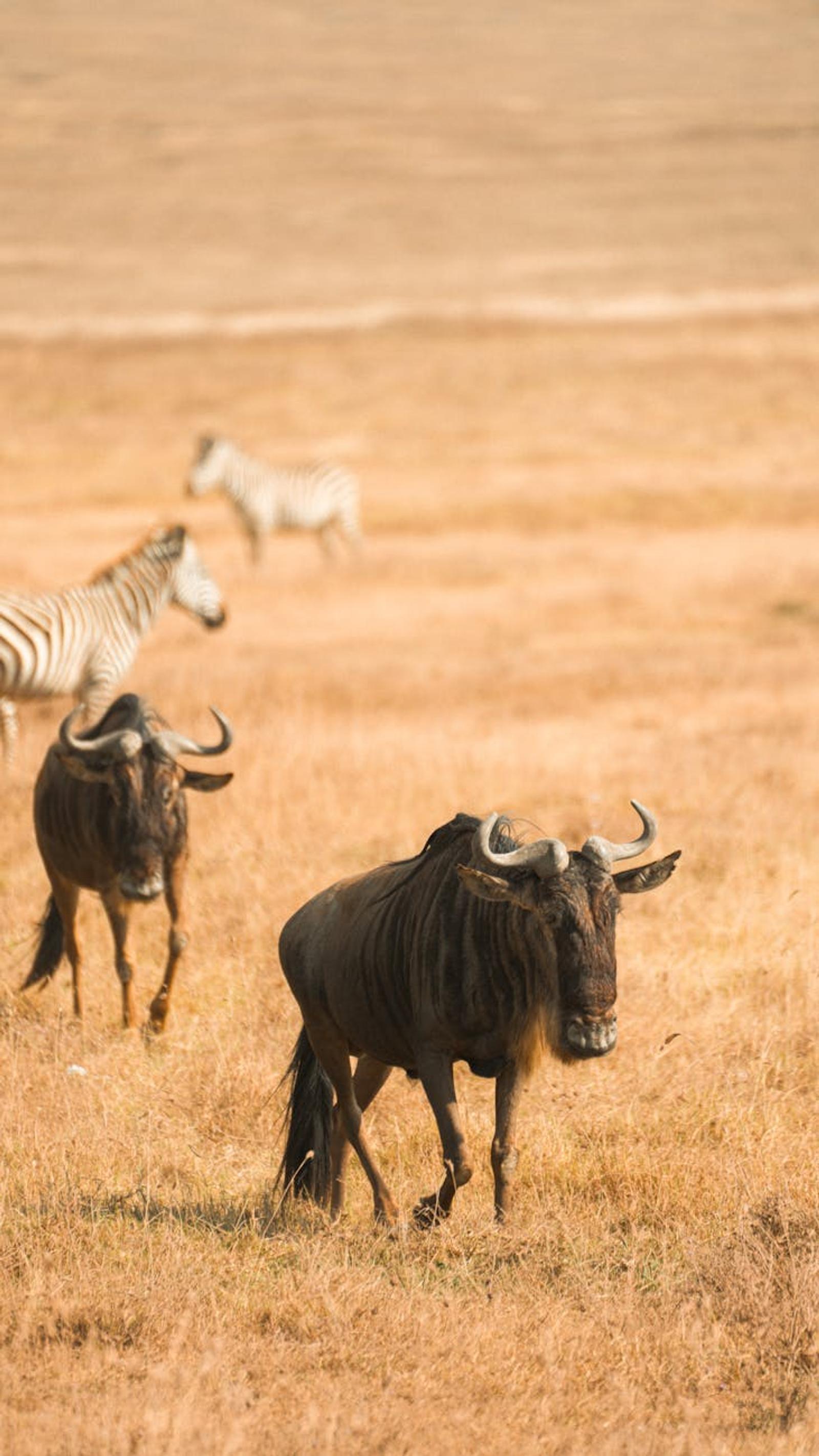 Wildebeest and zebras grazing together on a dry savanna plain
