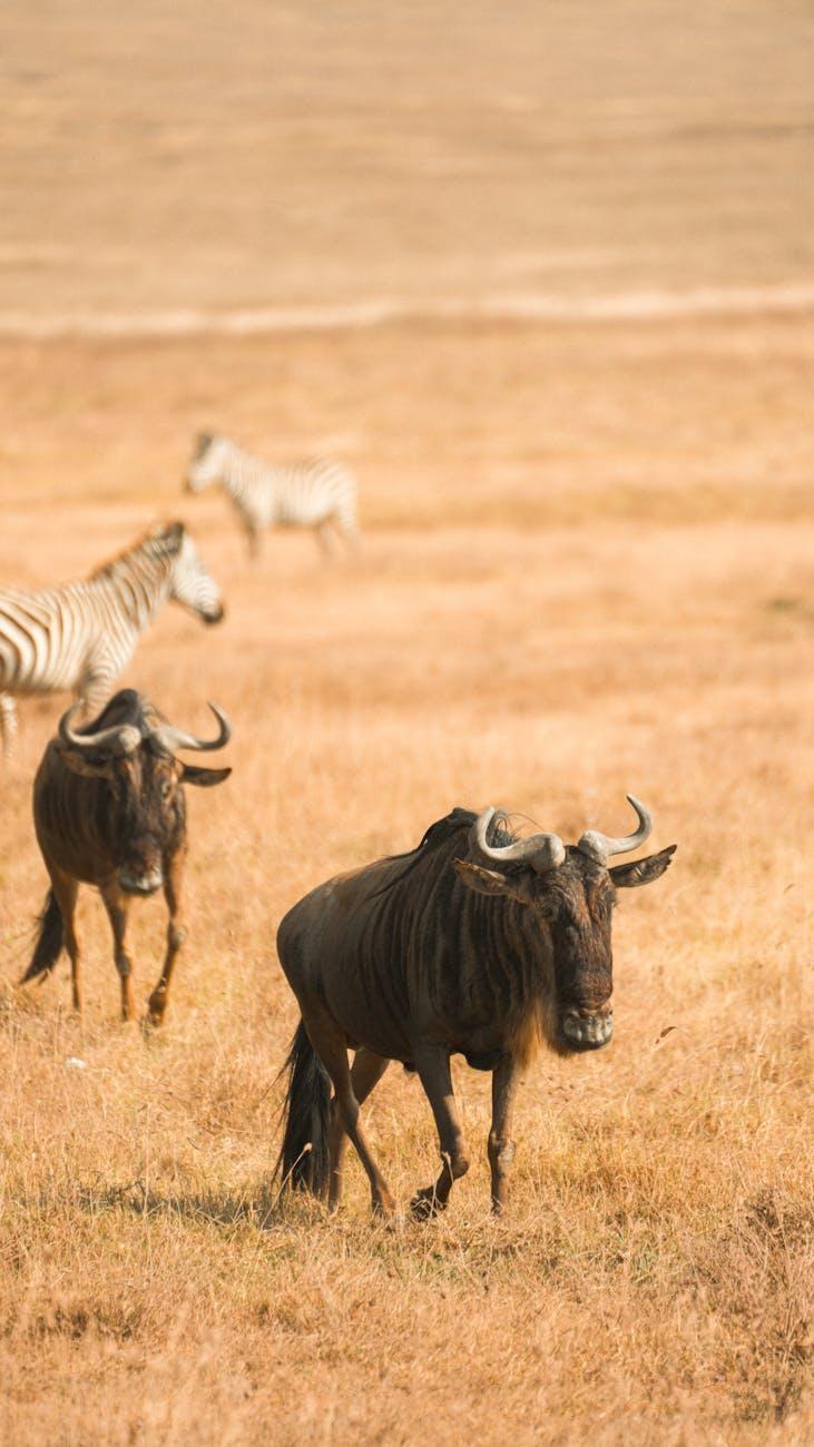 Wildebeest and zebras grazing together on a dry savanna plain
