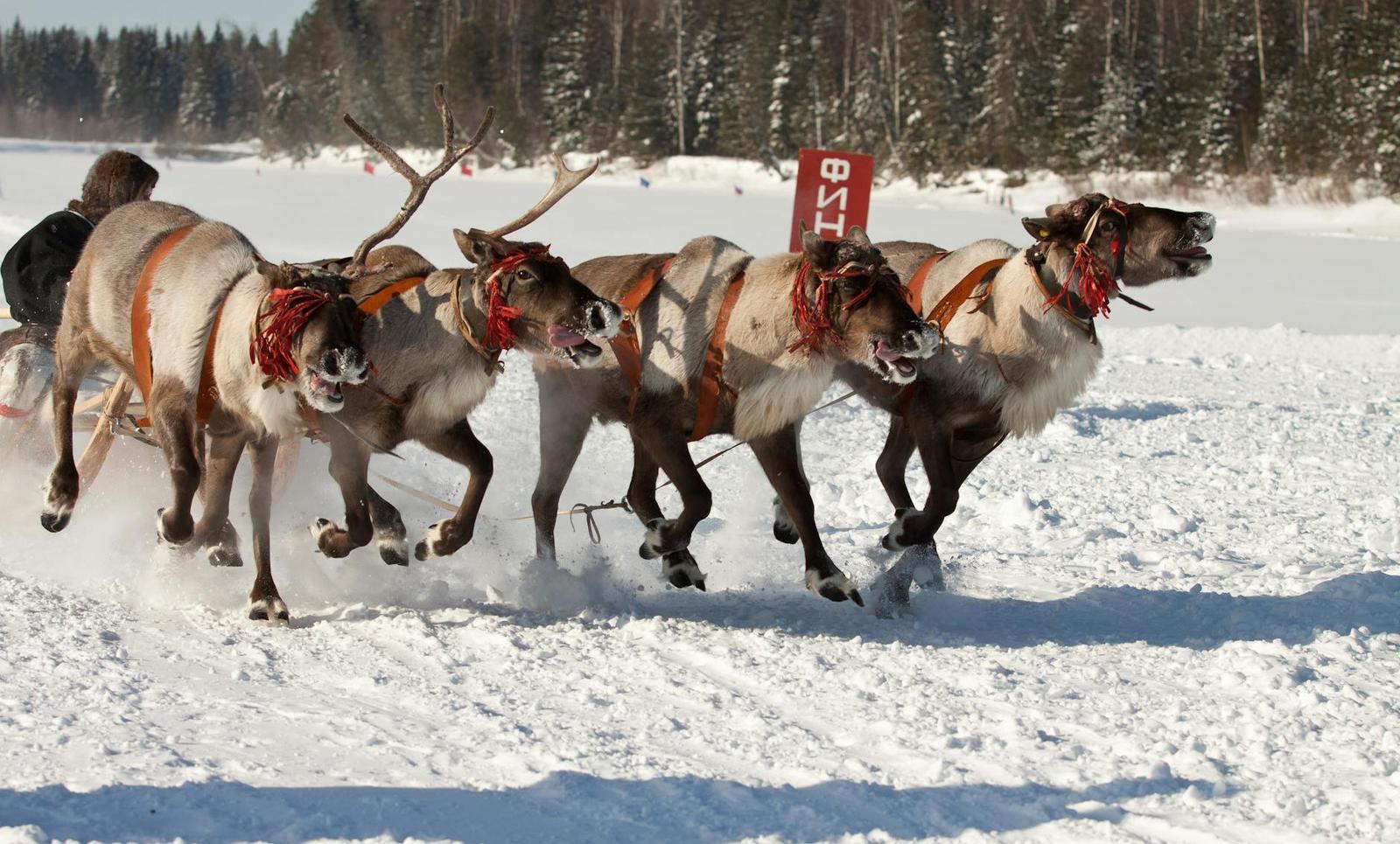 Reindeer Sleigh, Finland