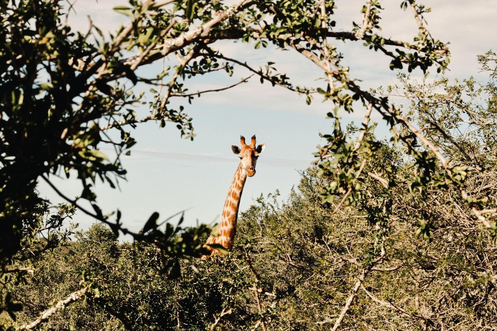 Amakhala on day 7, South Africa