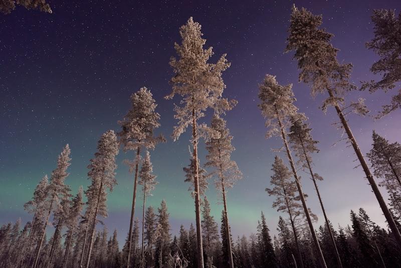 Snow forest Lapland
