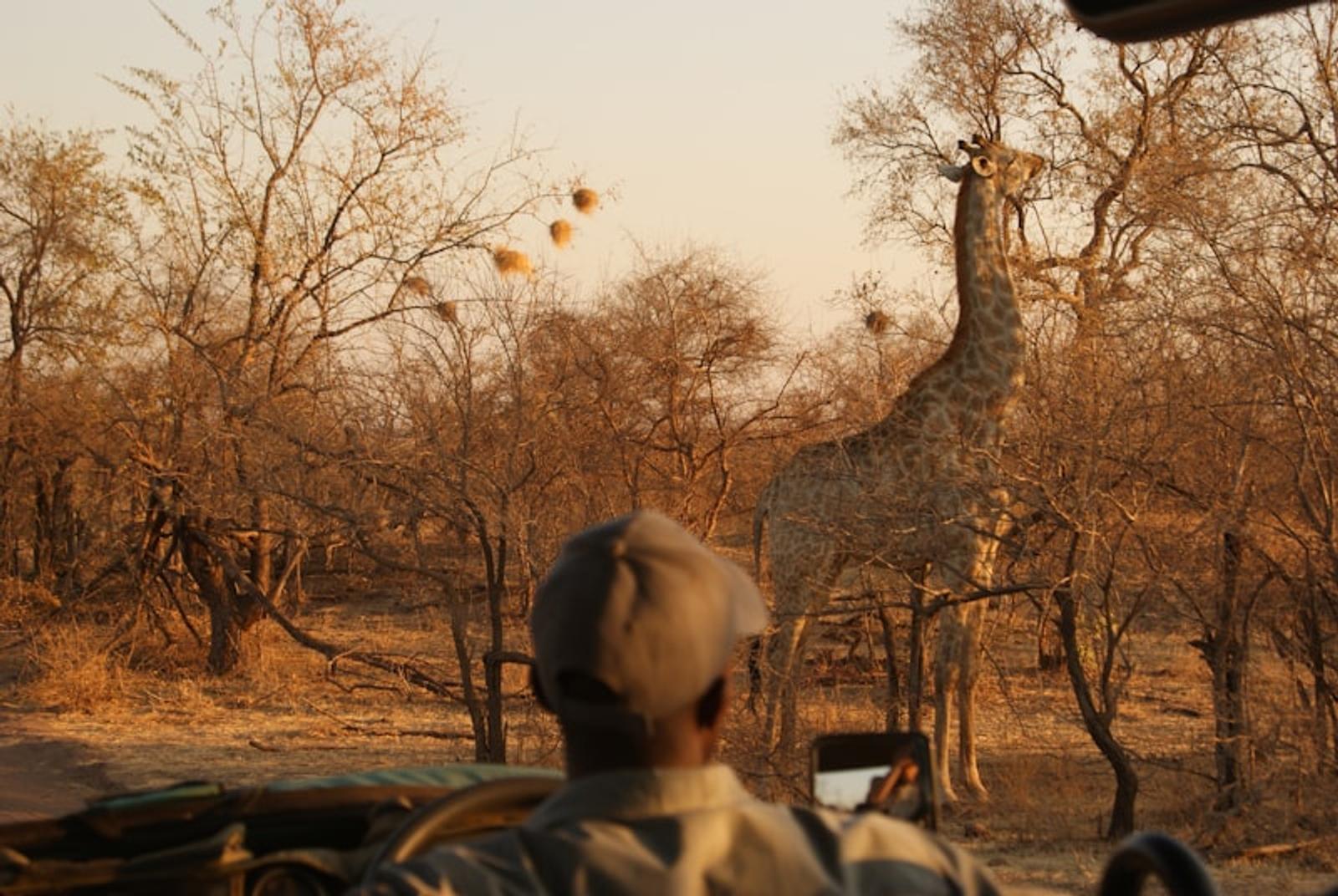 Hwange lion