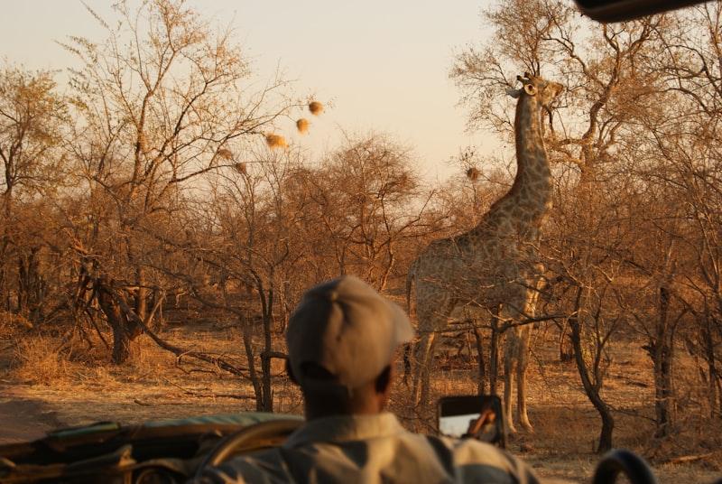 Hwange lion