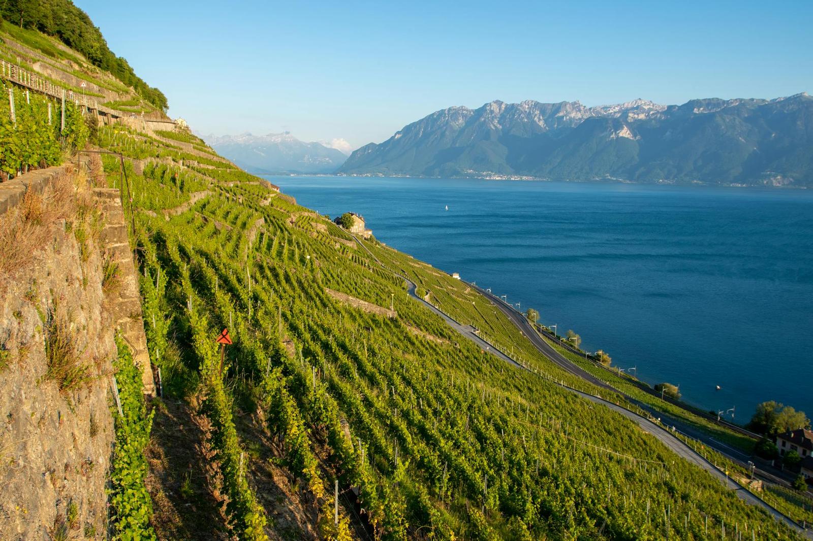 Laussanne Lavaux Vineyards — Switzerland
