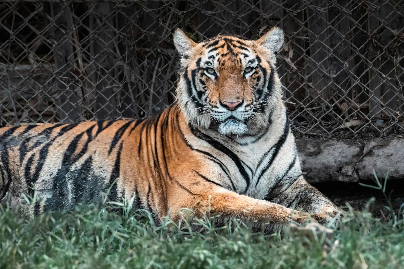 Tiger Topia Show, Thailand