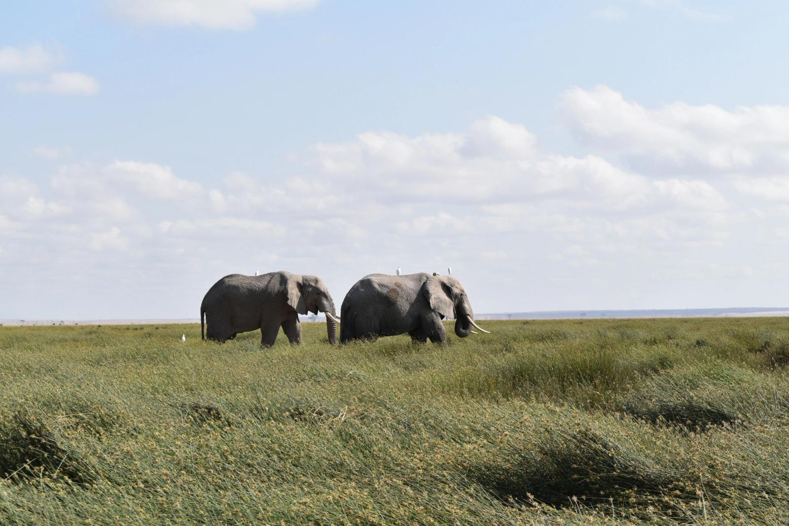 Two African elephants roaming the grassy plains in Kajiado, Kenya under a bright sky