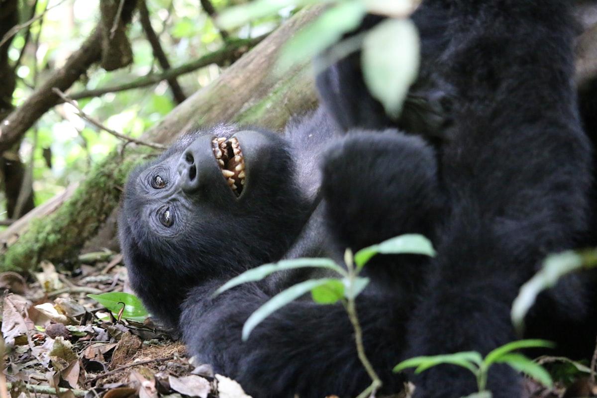Uganda