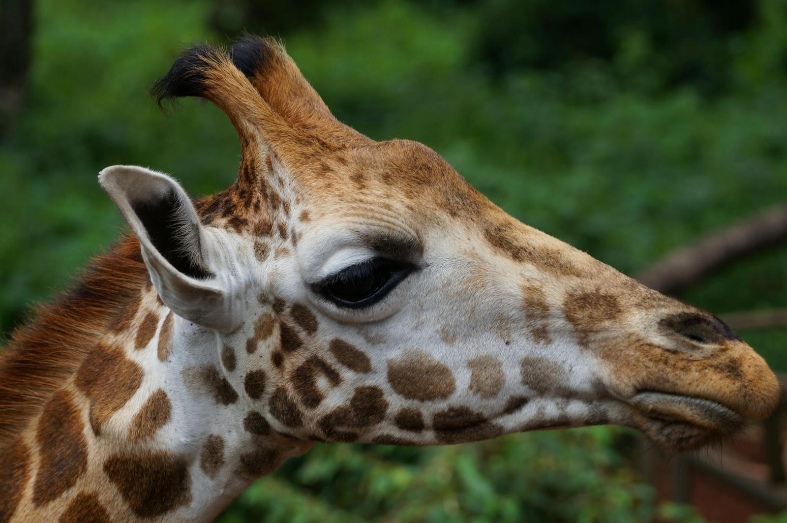 Giraffe at the Nairobi sanctuary, Kenya