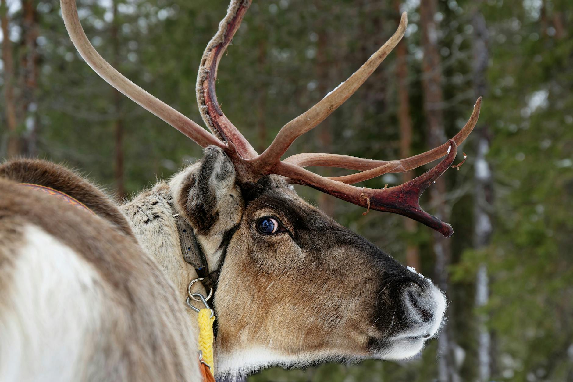 Reindeer & Husky Safari Lapland, Norway + Finland
