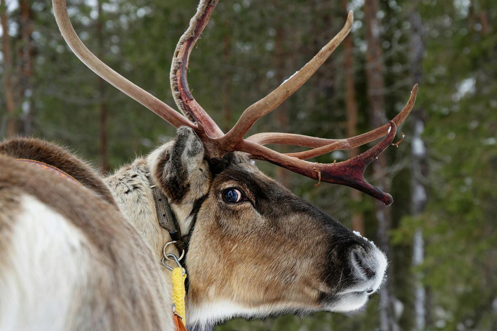 Reindeer & Husky Safari Lapland, Norway + Finland