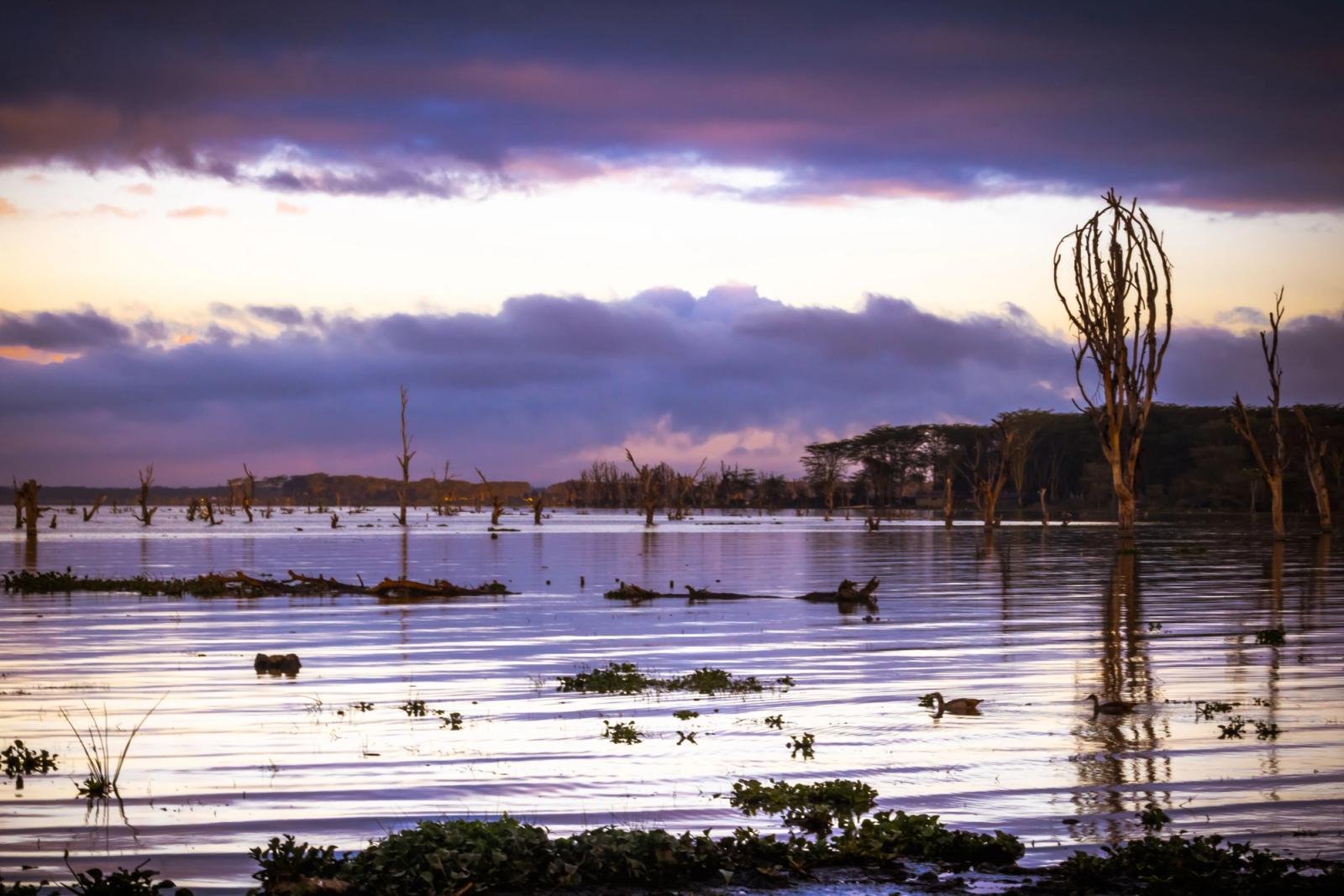 Peaceful dusk scene capturing reflections on a calm lake with silhouetted trees
