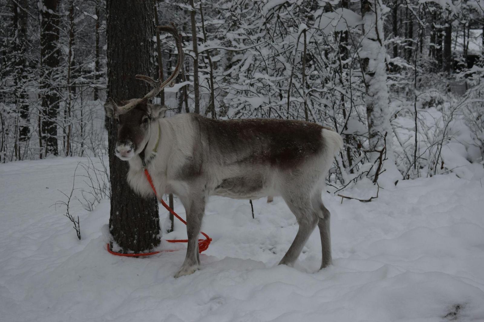 A reindeer tethered to a tree trunk in a snowy forest