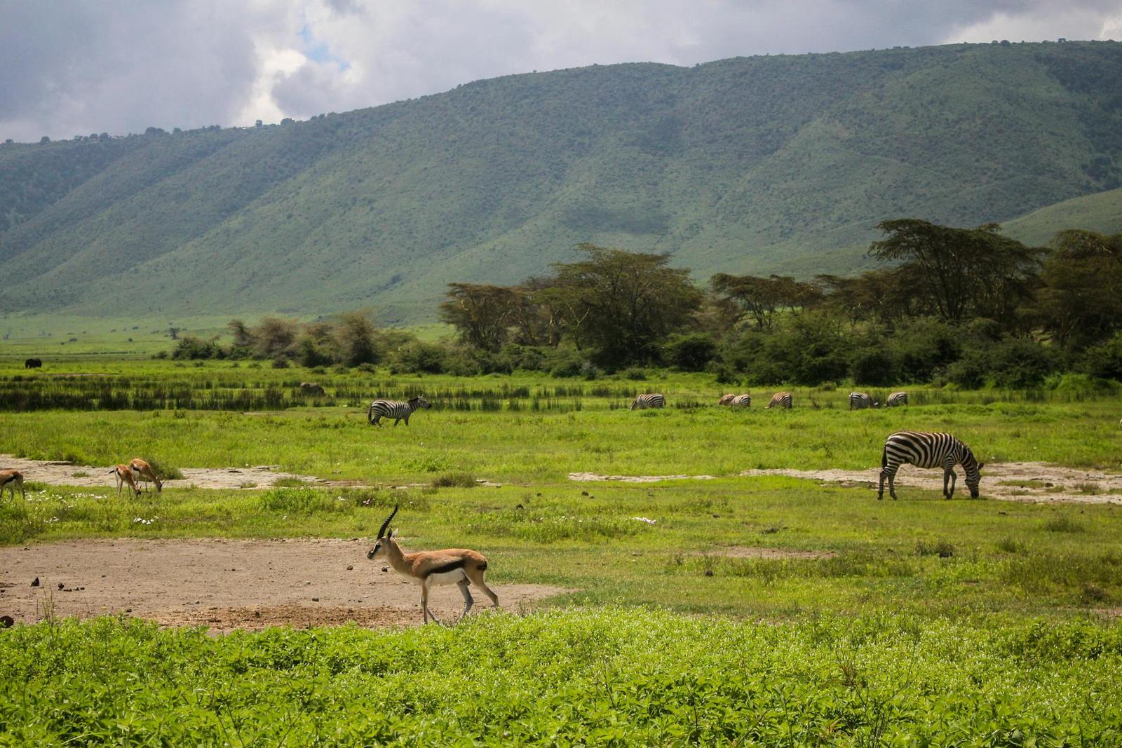 Ngorongoro Crater To Serengeti on day 9, Kenya + Tanzania