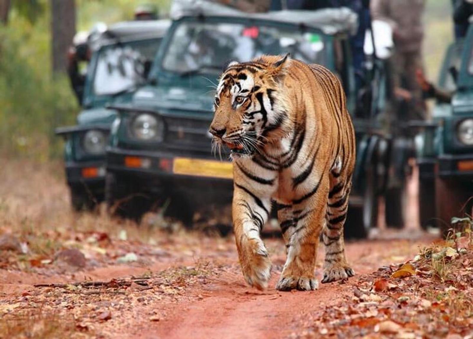 Jim Corbett jungle safari