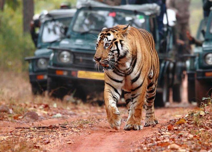 Jim Corbett jungle safari