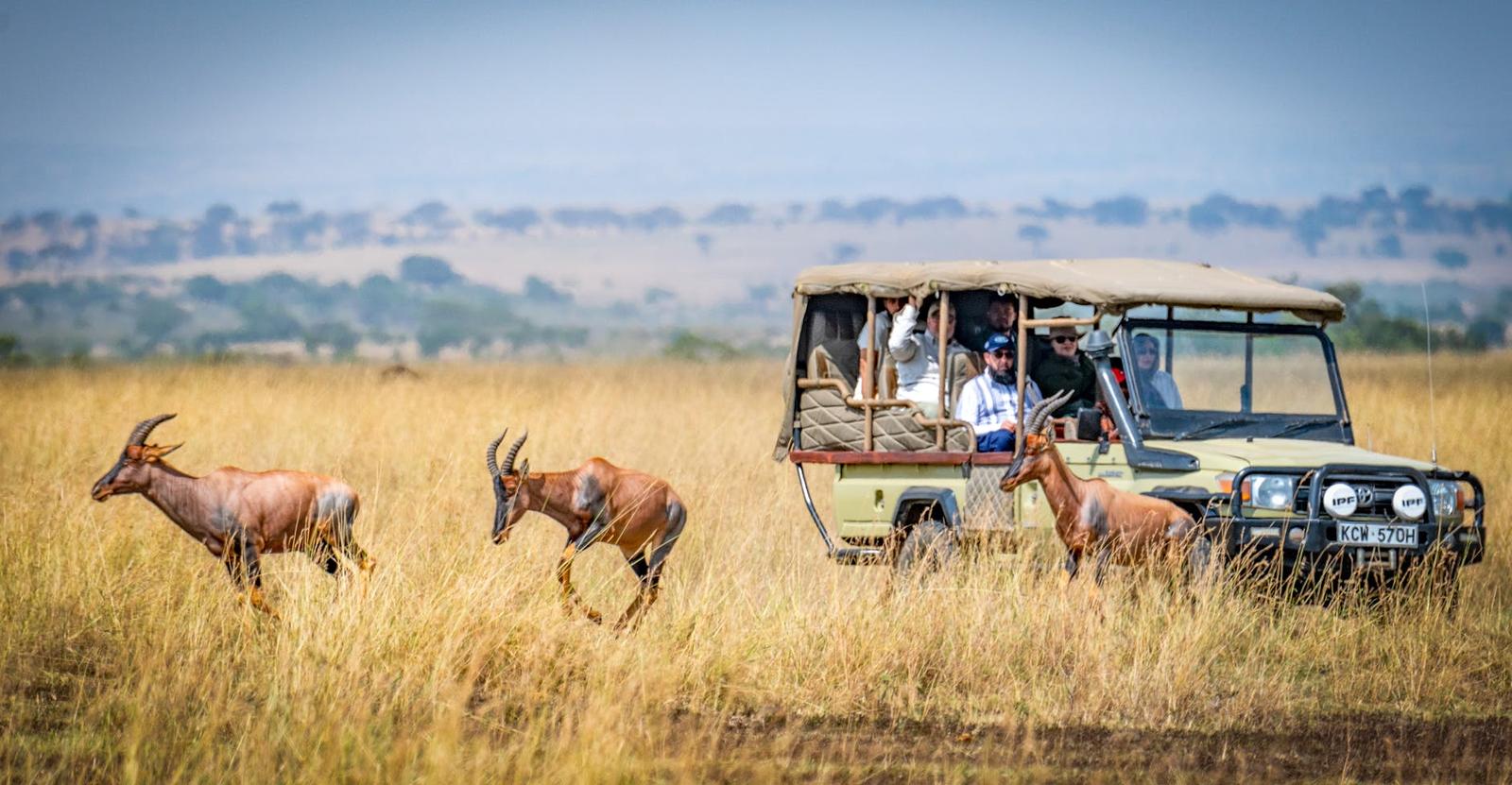 Antelope grazing beside a safari vehicle carrying tourists across the savanna