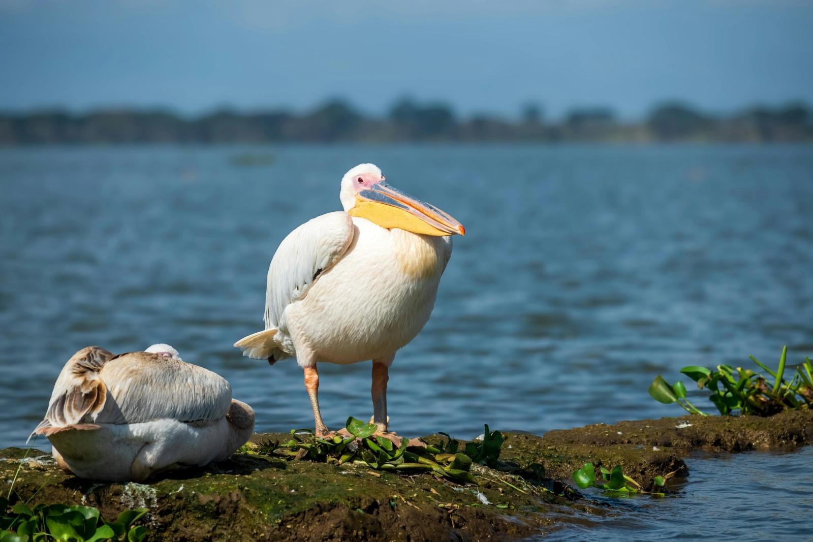 Pelicans on the boat dock, Lake Naivasha, Kenya