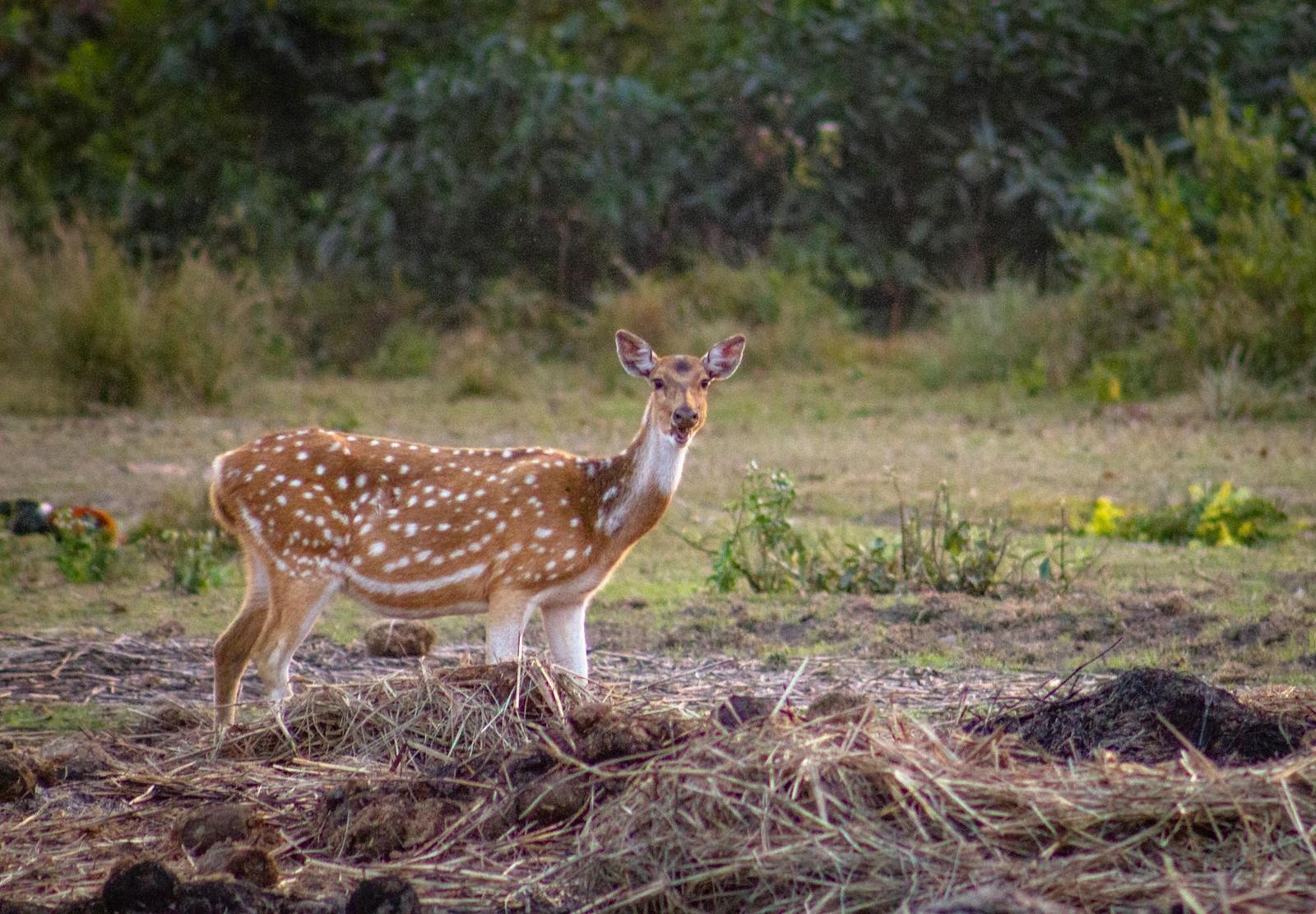 Sarnath Deer Park, India / Nepal