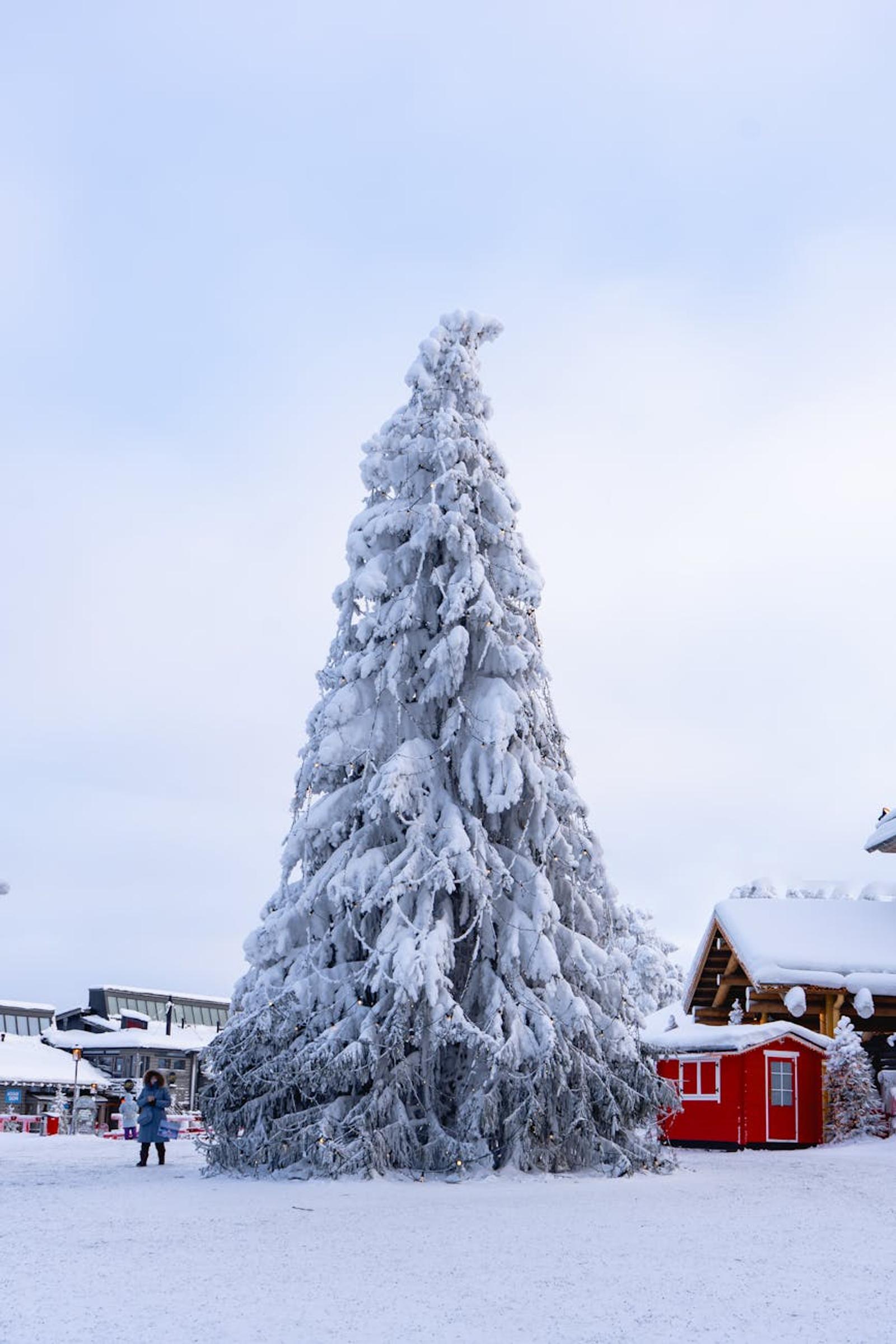 Towering snow-laden pine tree beside a red cabin at dusk