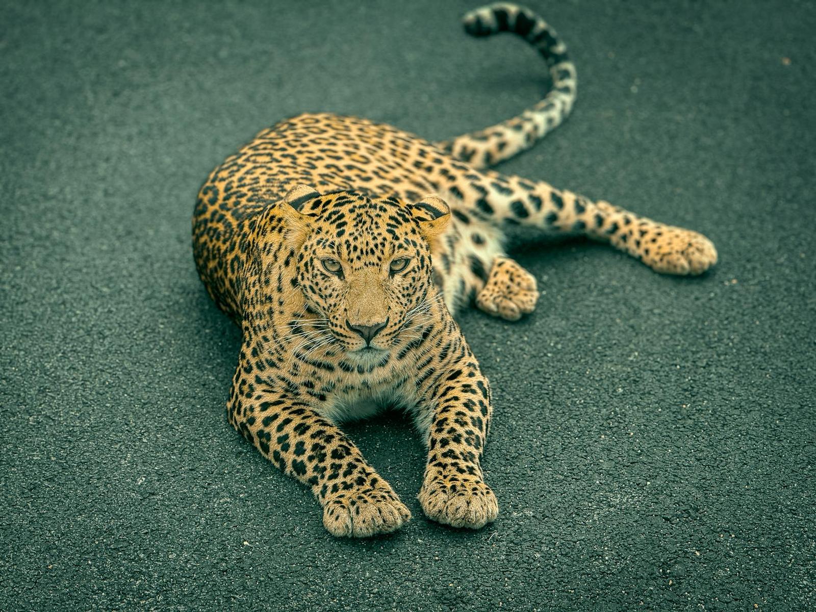 A leopard lying low on tarmac with its tail curled behind it