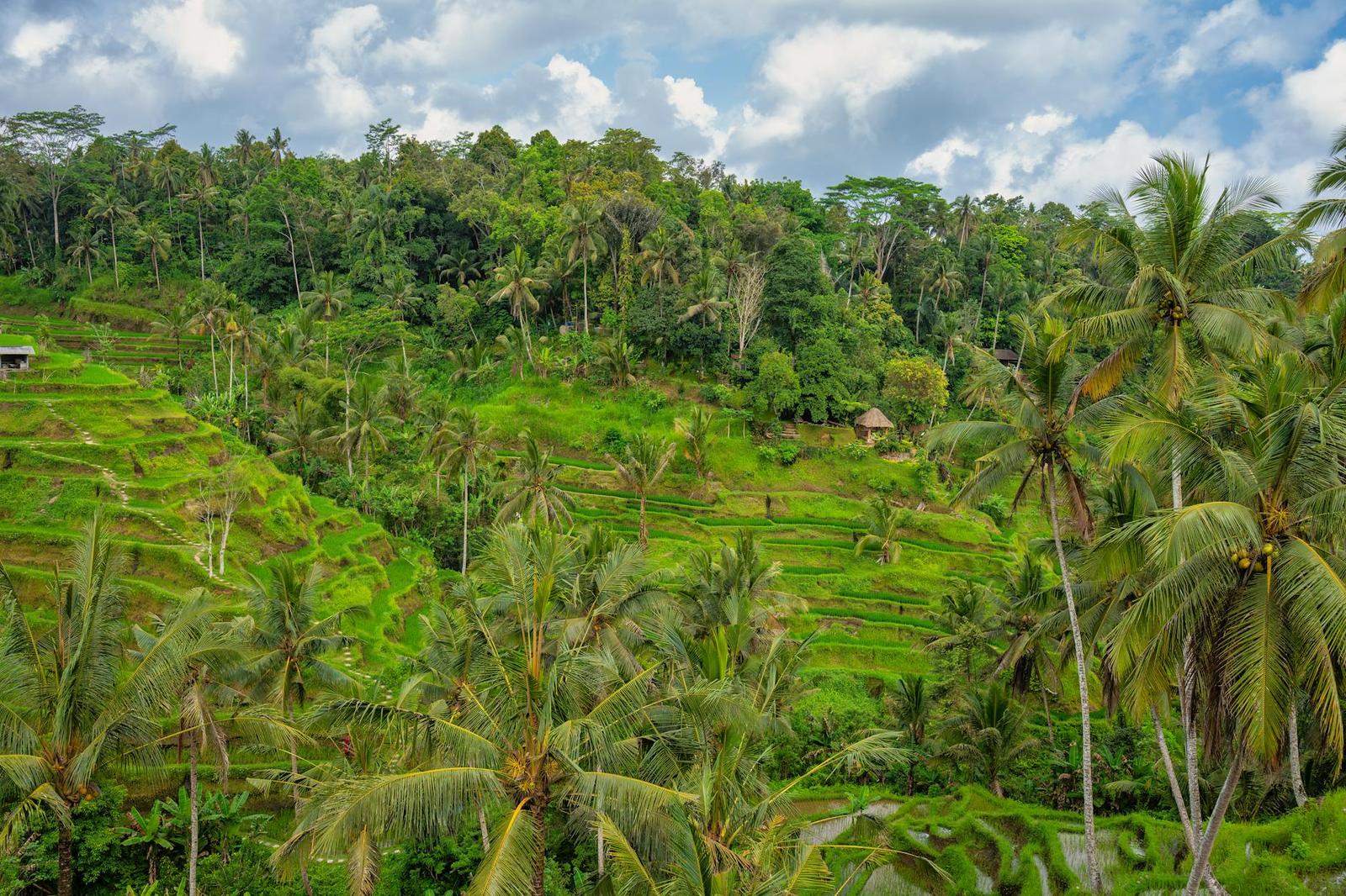 Full Day Kintamani With Ubud Village Tour + Coffee Plantation Followed By Tegenungan Waterfall + Tegalalang Rice Terrace on day 6, Indonesia