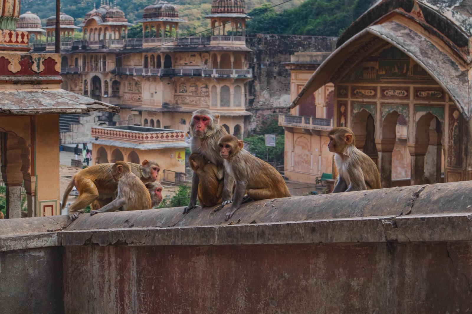 A troop of monkeys in Jaipur, India, amidst historic architectural structures