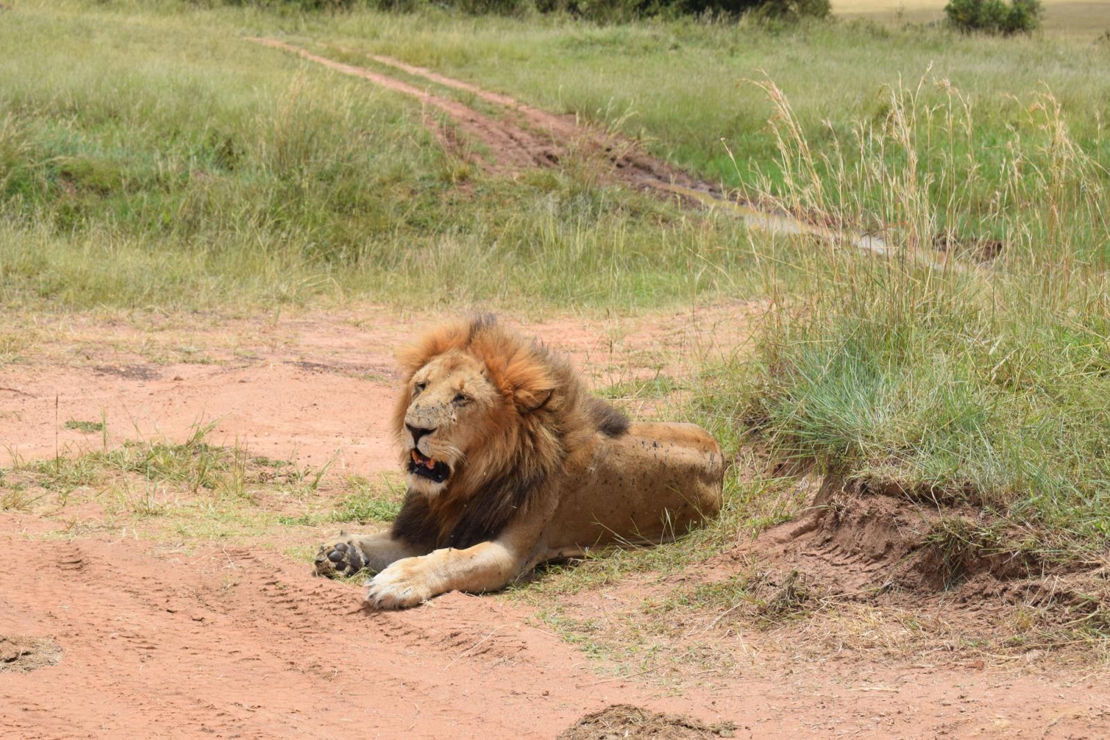 A powerful African lion rests on the grassy plains, showcasing its majestic mane and fierce presence