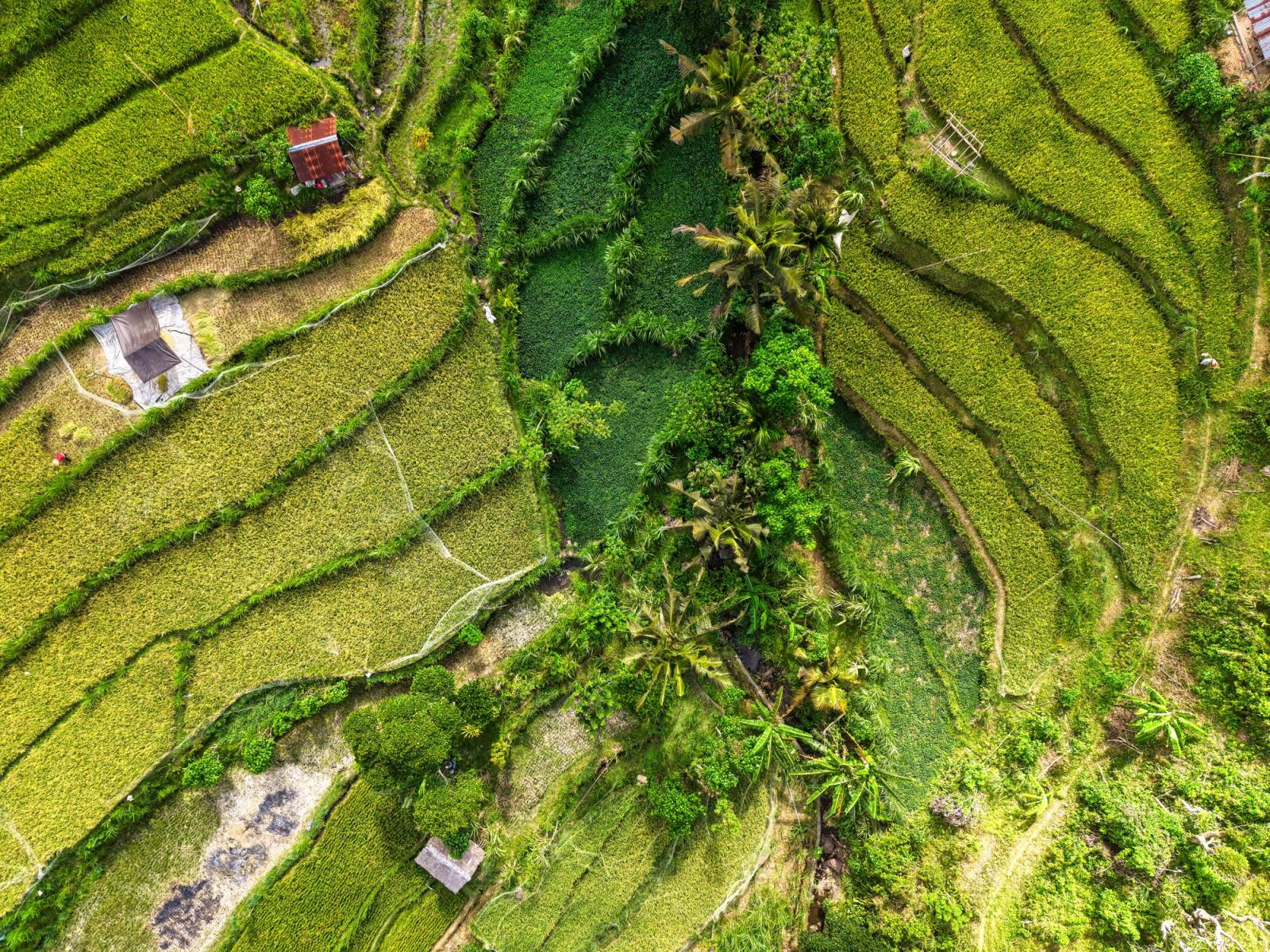 A vibrant aerial photo of green rice terraces in Bali, Indonesia showcasing natural beauty