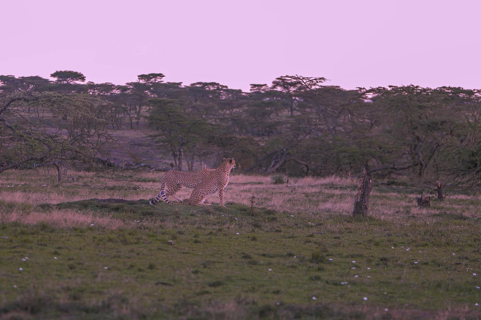 Game on day 3, Kenya