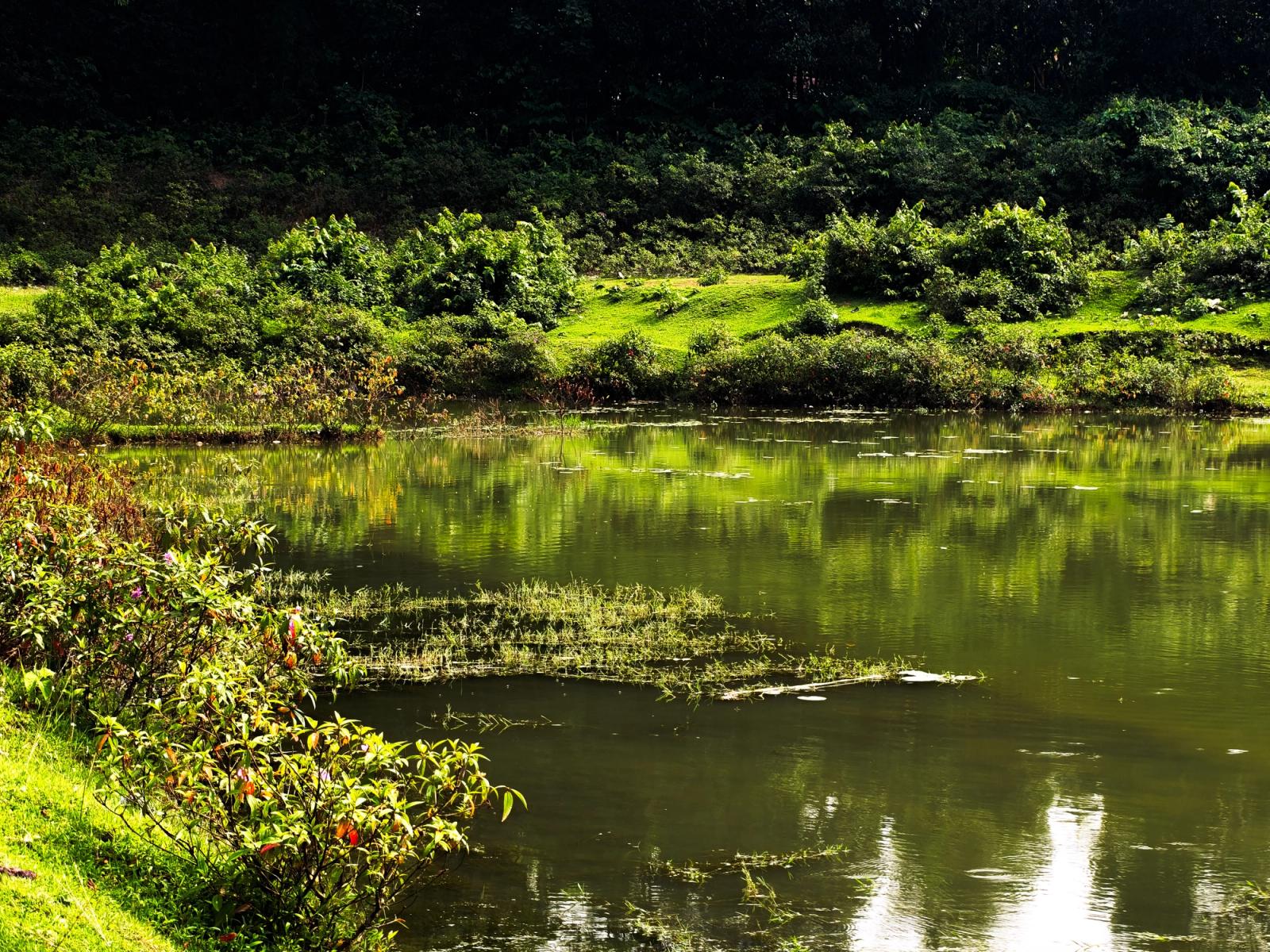 A serene pond surrounded by lush greenery reflecting the vibrant landscape of Silchar, India