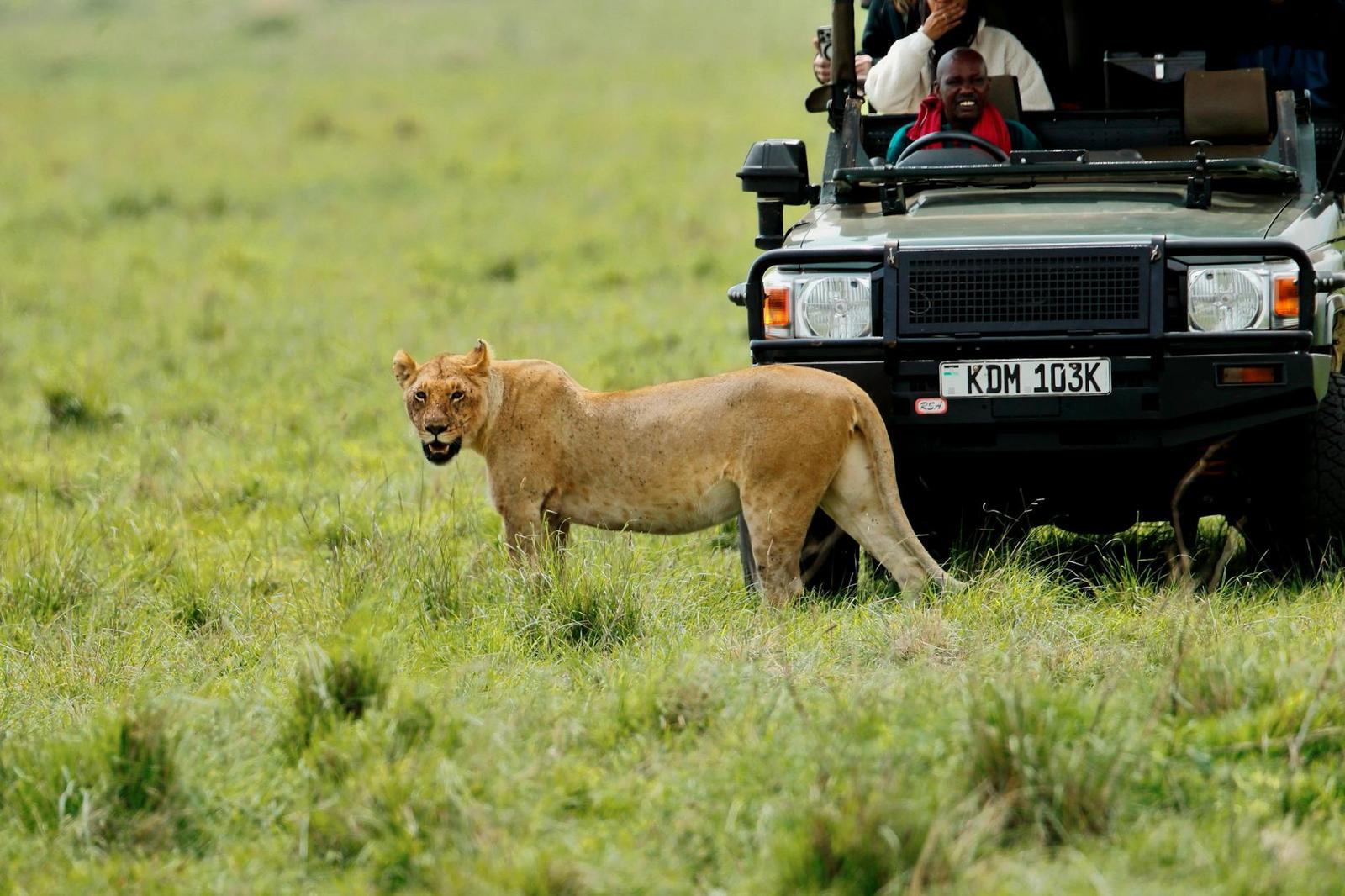 Lioness standing beside a safari vehicle as passengers look on