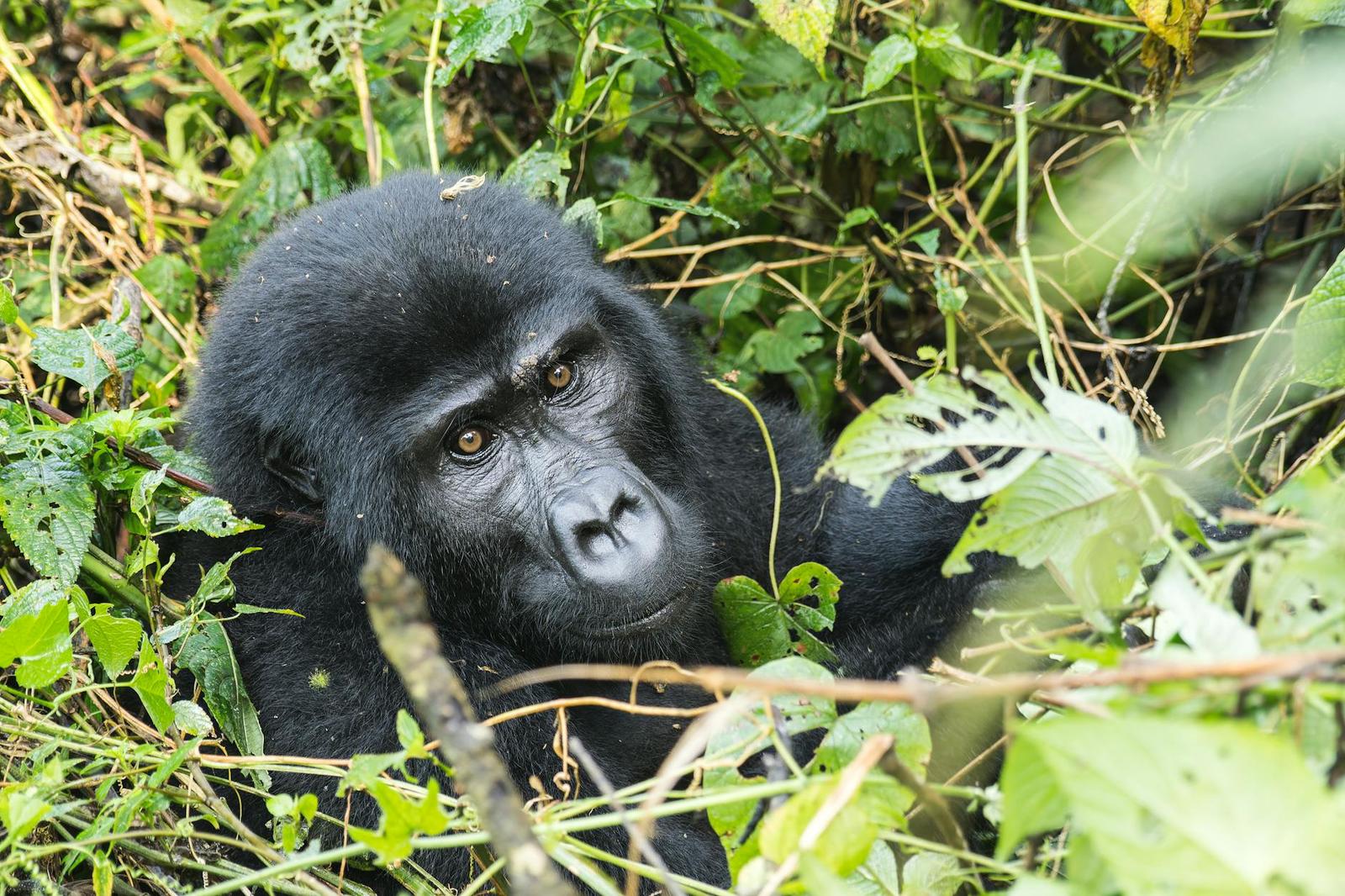 Gorilla peering through thick jungle foliage