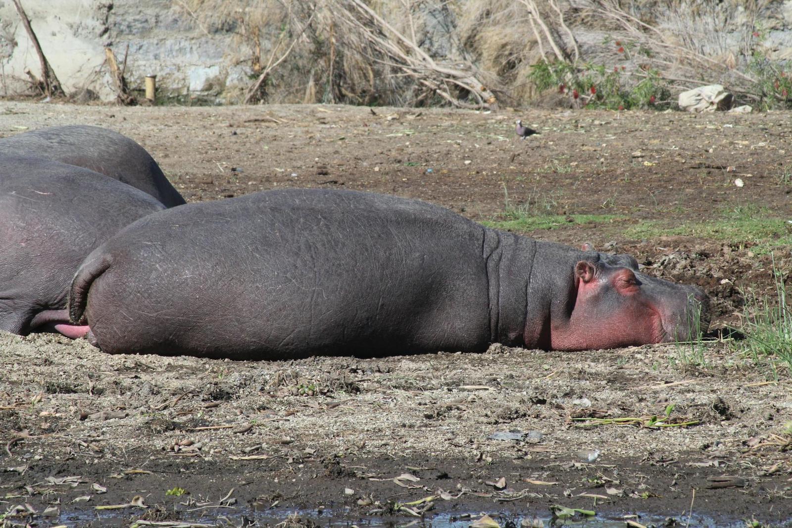 Hippos at sunrise on Lake Naivasha, Kenya