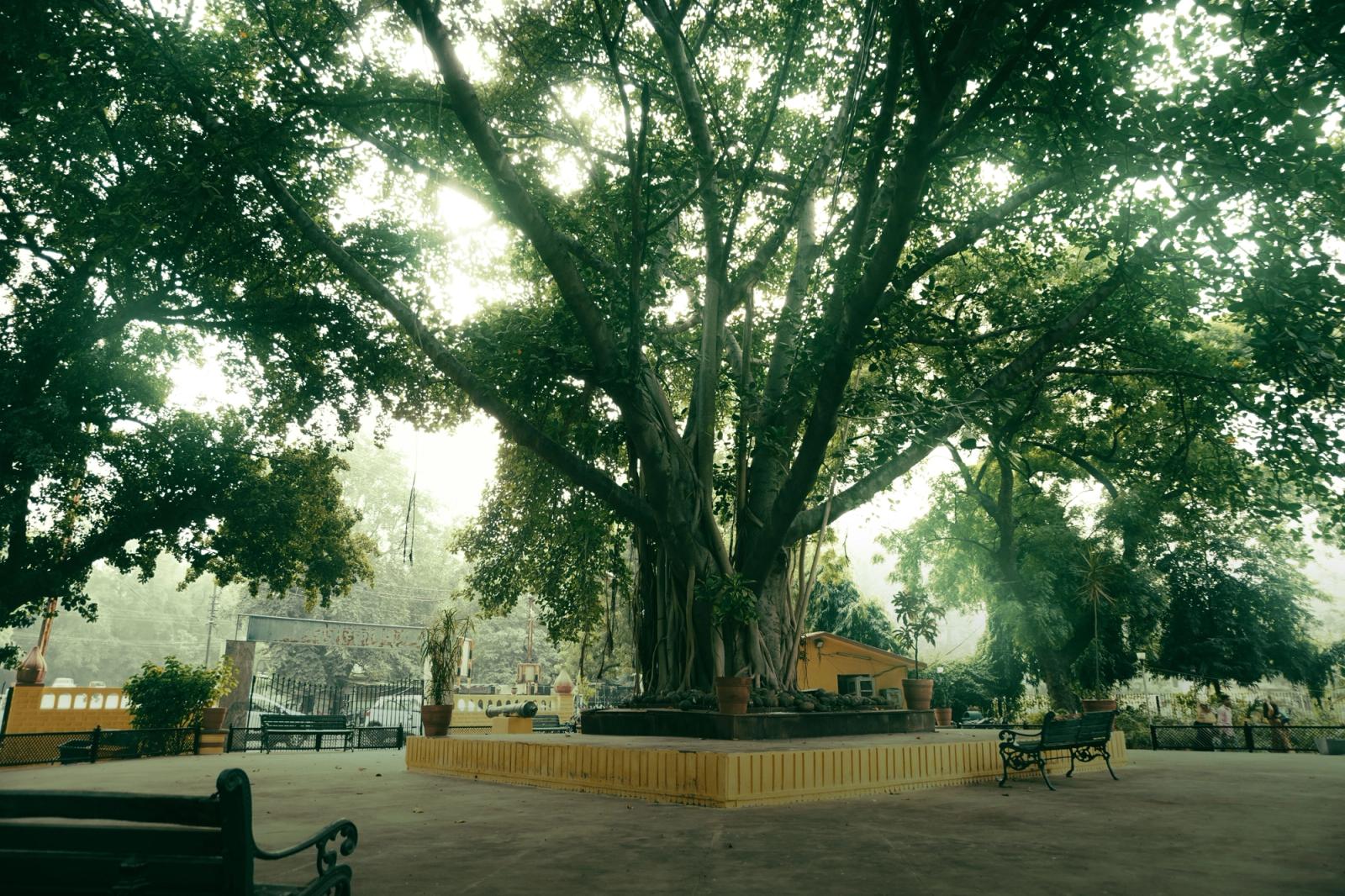 A stunning banyan tree in a tranquil park setting in Gwalior, India