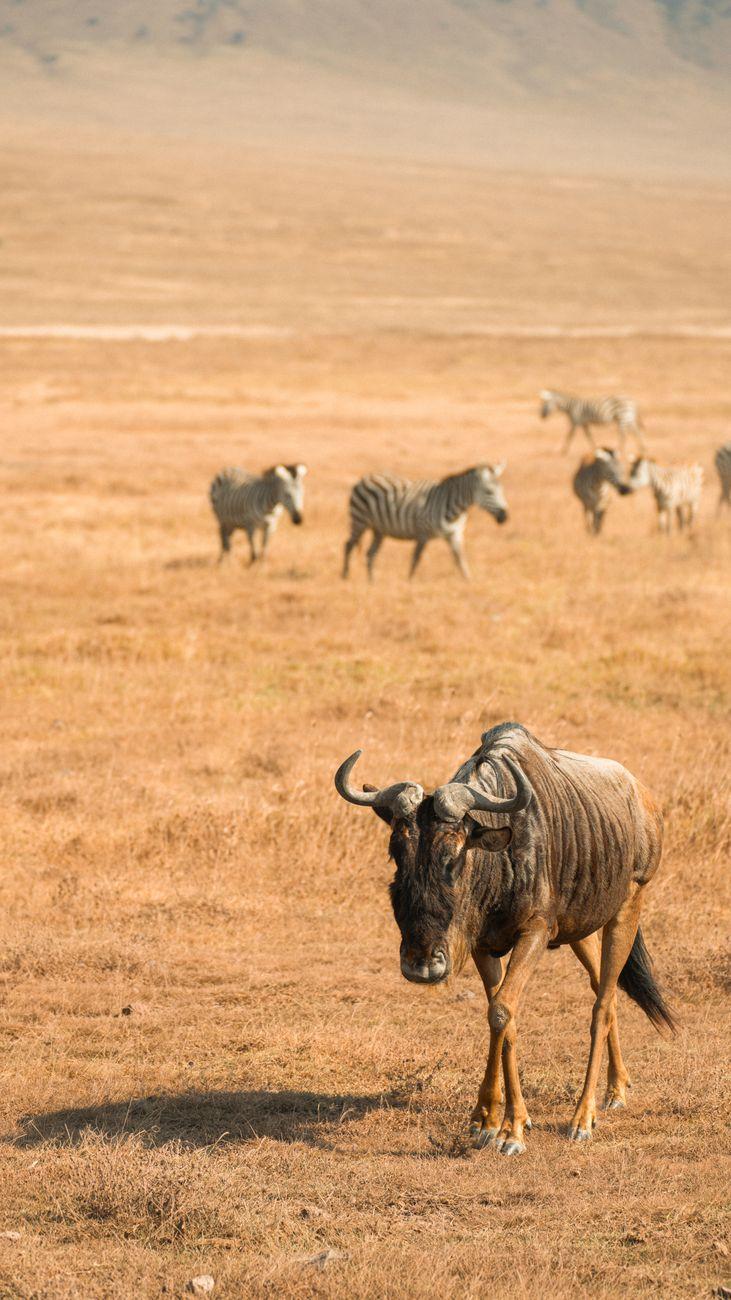 Zebras and a wildebeest scattered across golden grassland