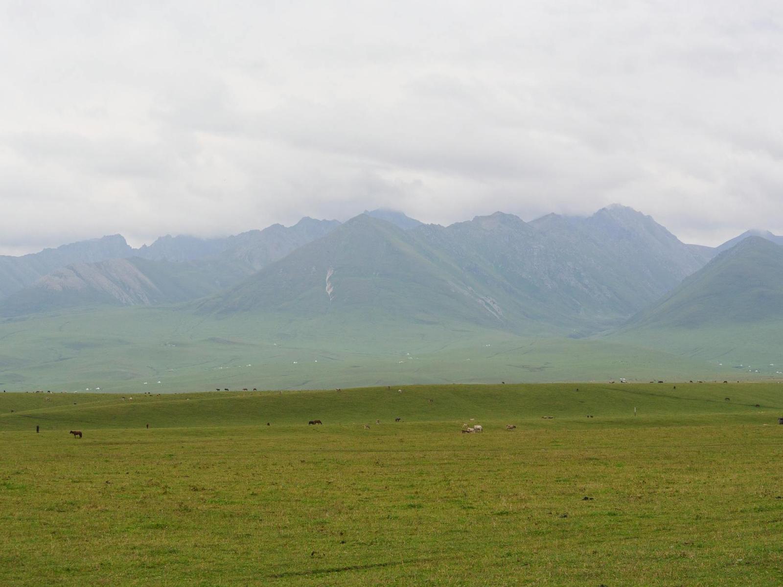 Grazing animals scattered across a wide grassy plain below misty mountains