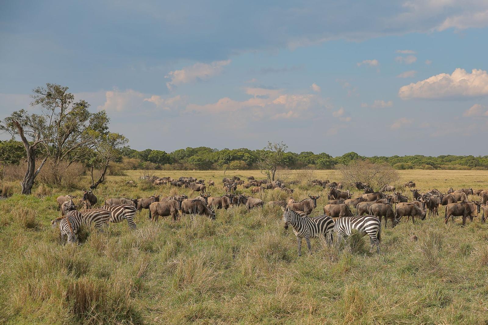 Mara plains — Masai Mara, Kenya