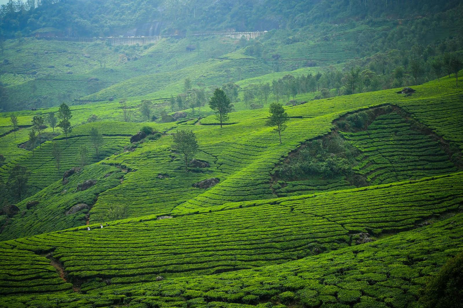 Munnar — Kerala, India