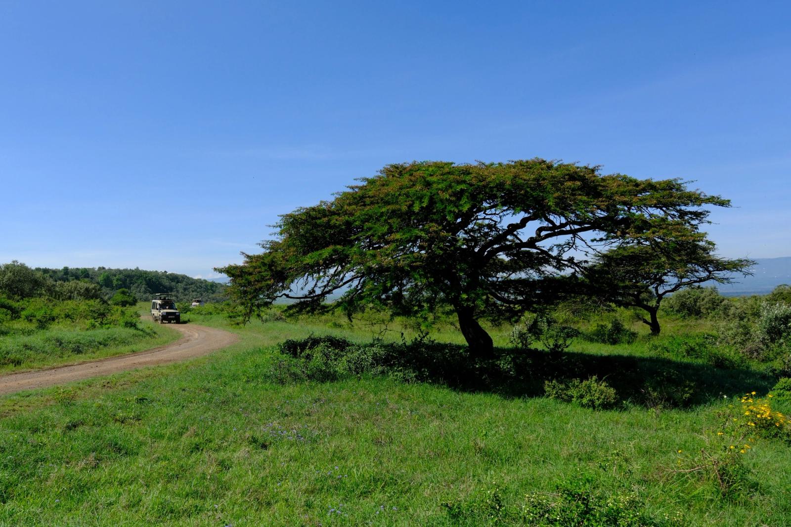 Lush landscape with an acacia tree and safari vehicle in Nakuru, Kenya