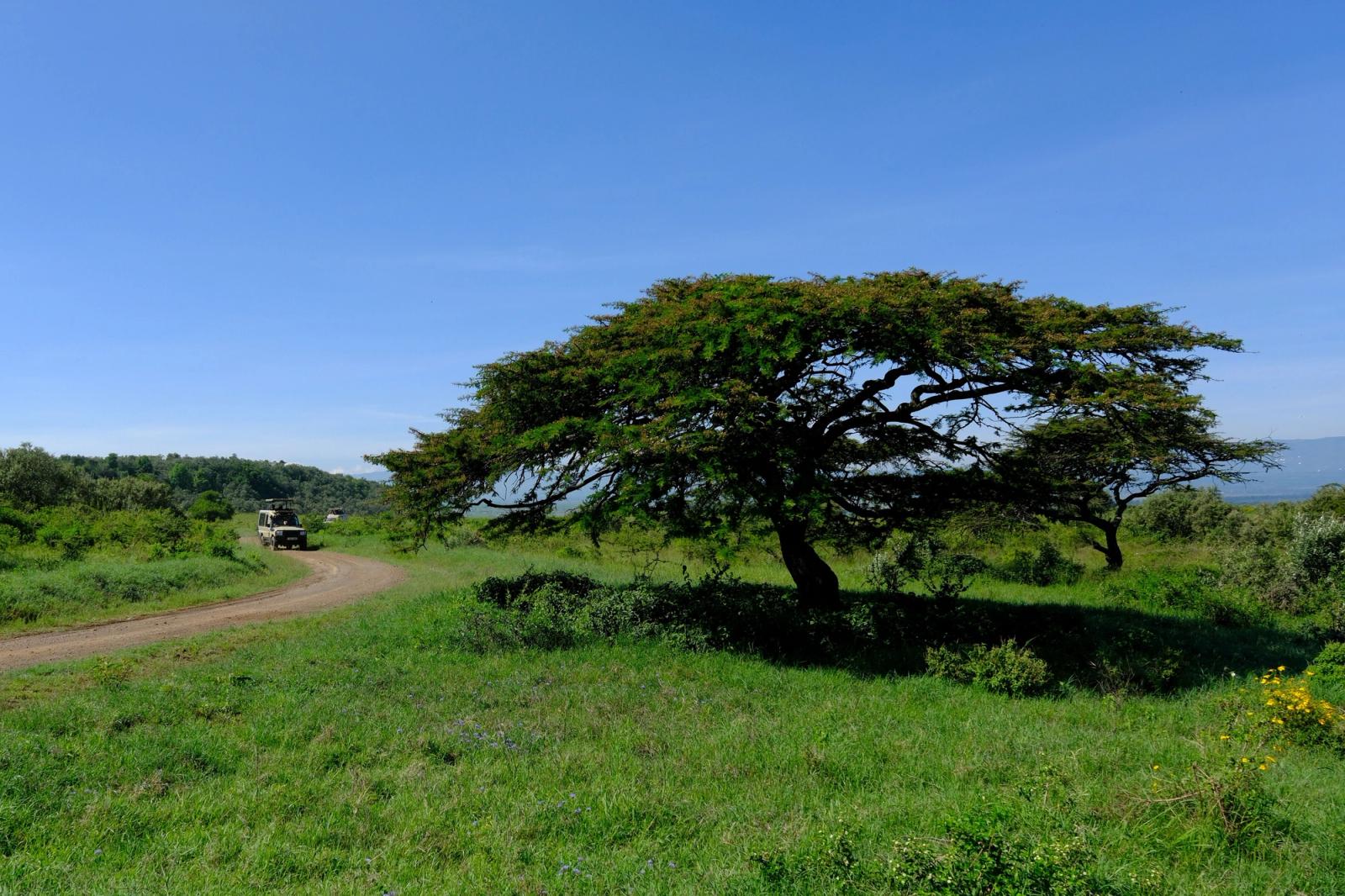 Lush landscape with an acacia tree and safari vehicle in Nakuru, Kenya