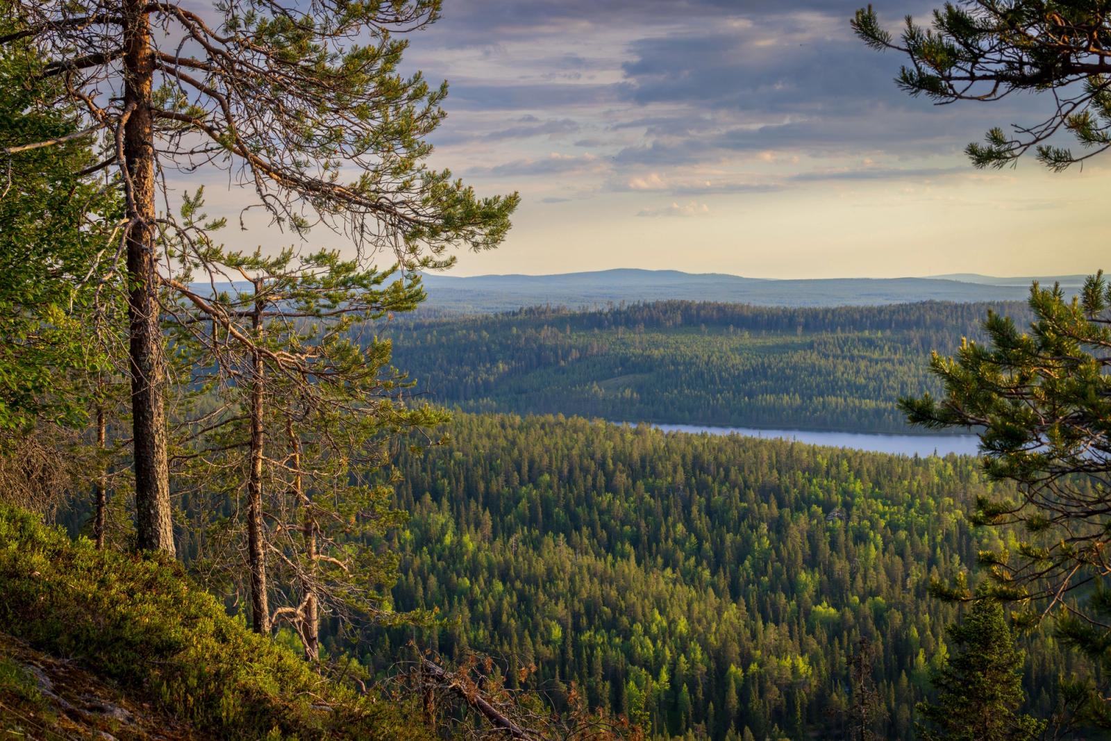 A forested hillside overlook stretching toward a distant lake