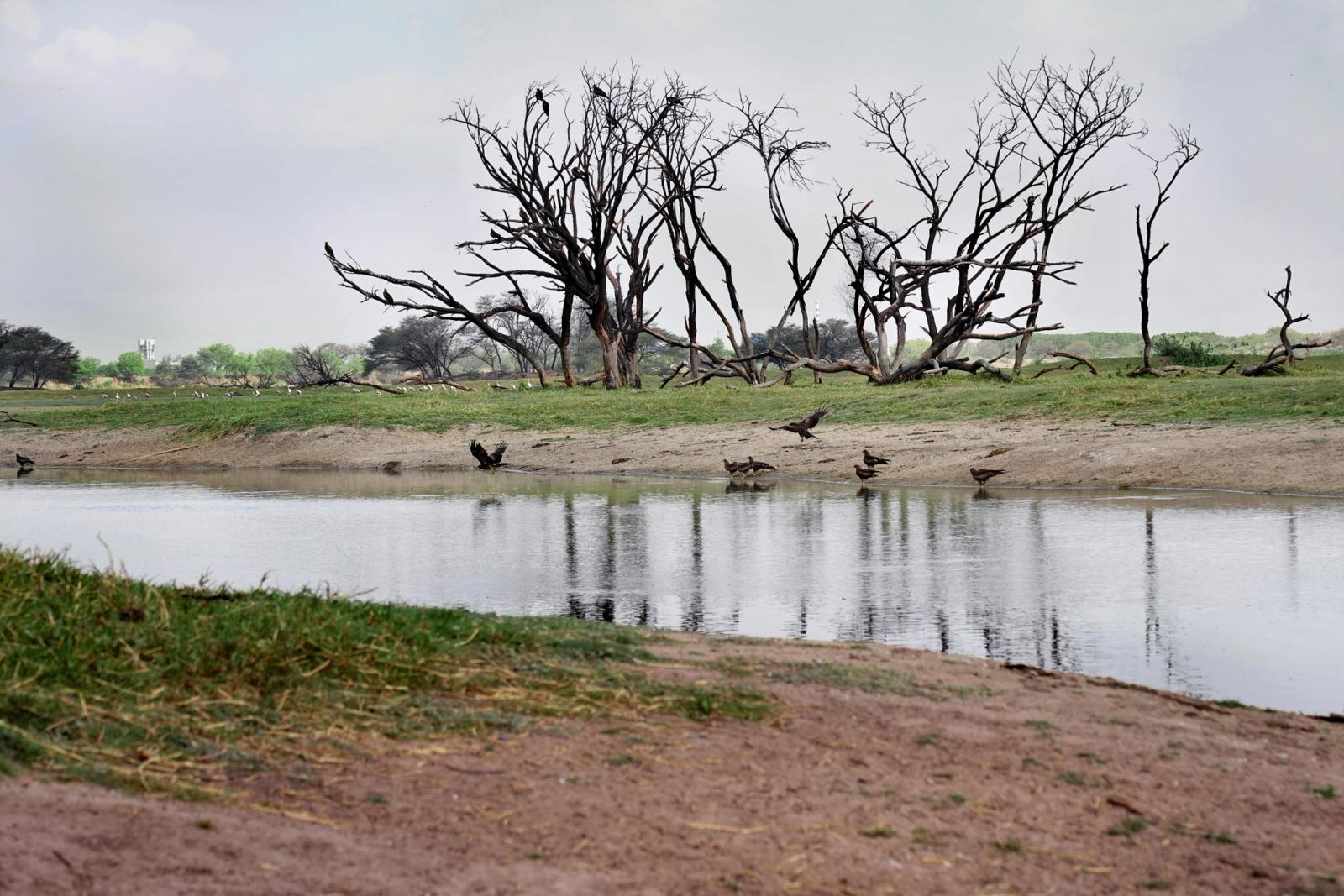 Scenic view of a tranquil lake with dry trees and birds in Gujarat, India