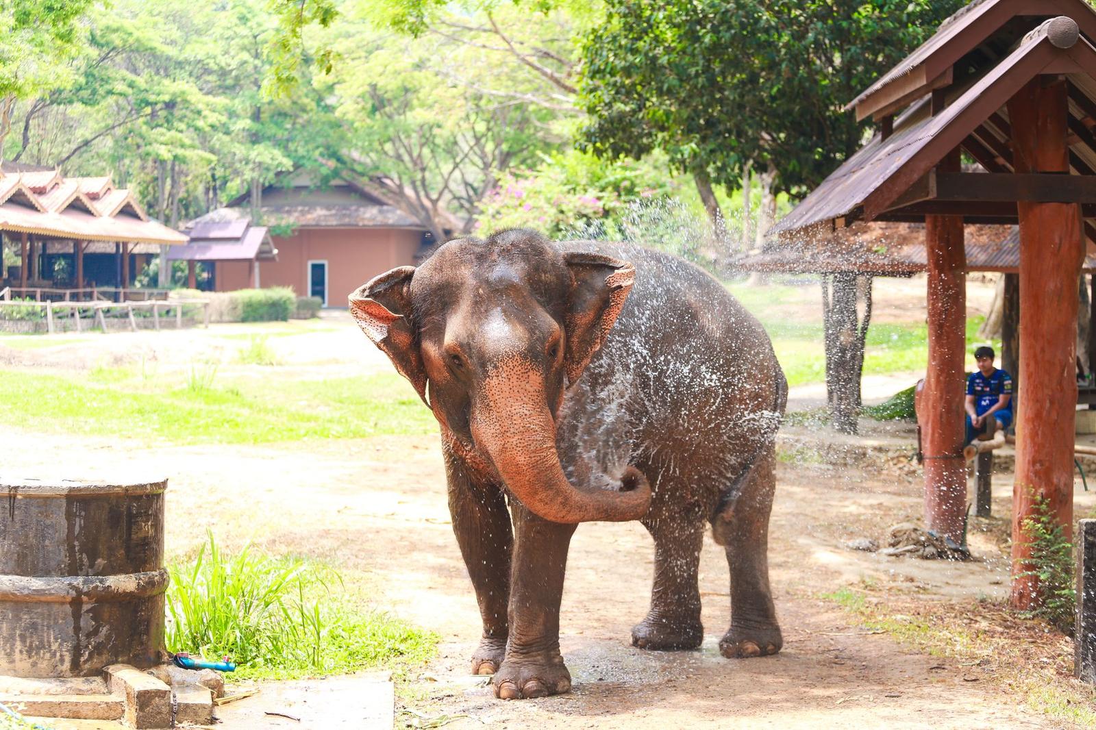 Asian elephant cooling off with a shower at a sunny outdoor park setting