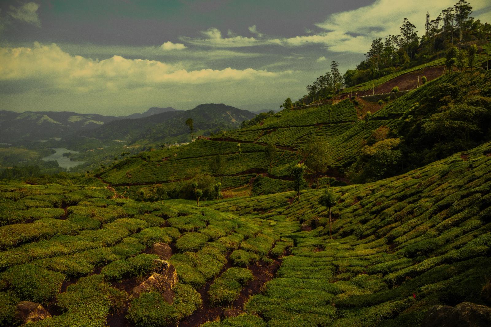 Explore the lush tea plantations of Munnar, Kerala, with rolling green hills and scenic landscapes