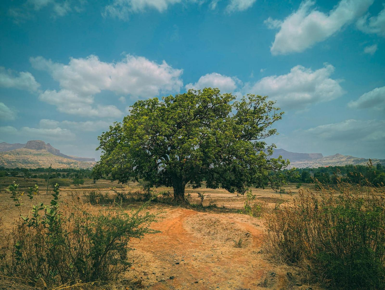Nashik Vineyards, India