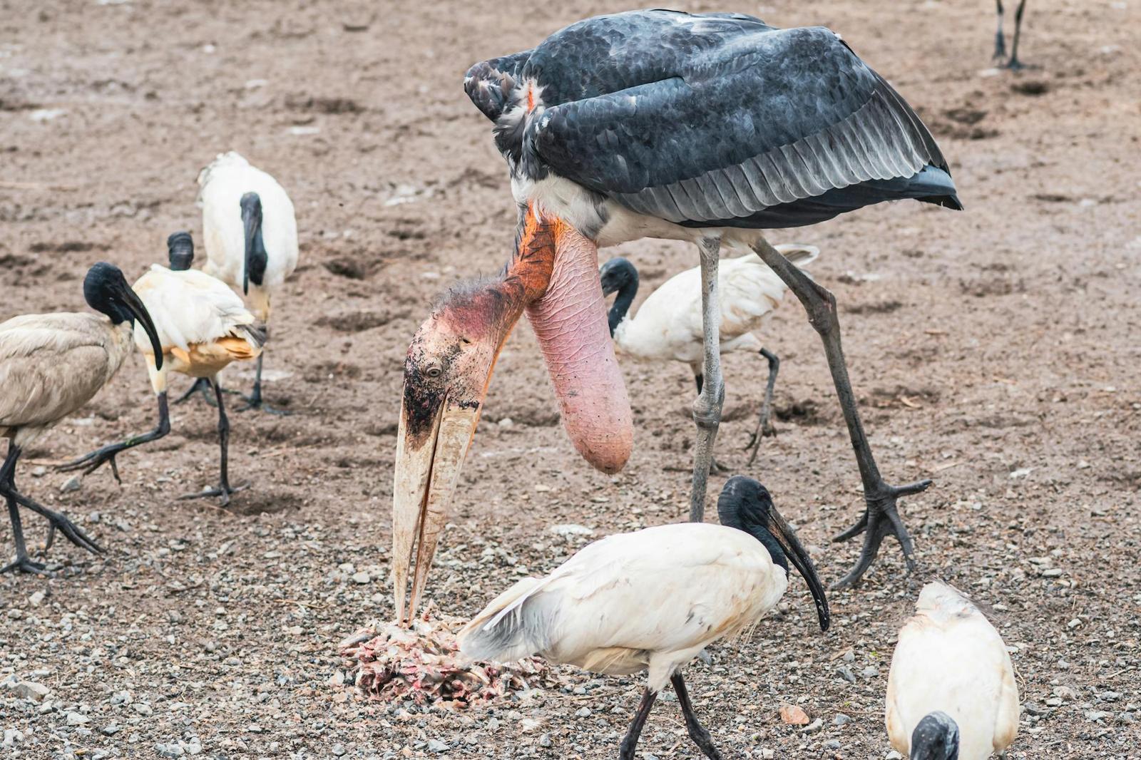 A Greater Adjutant and Painted Storks feeding in Bangkok, Thailand