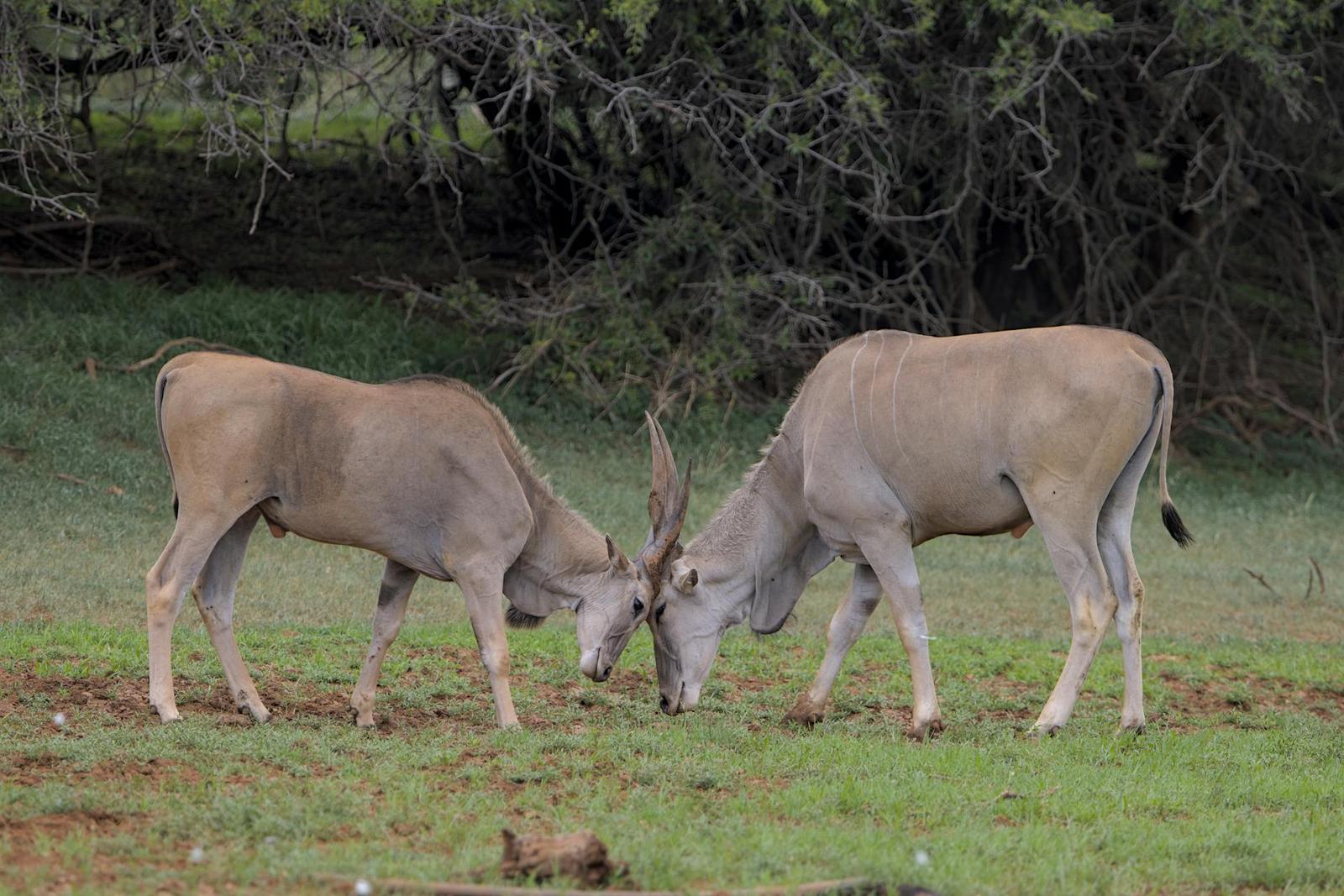 Two antelope locking horns in a grassy clearing