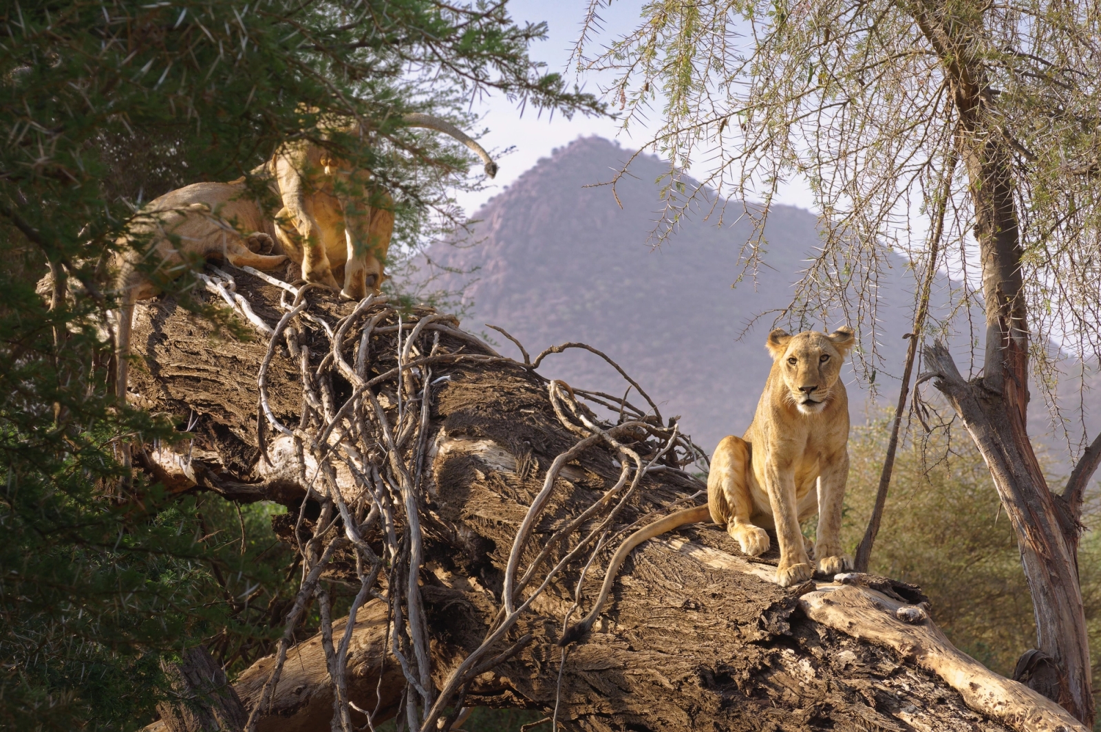 Two lions on a fallen tree branch in Samburu, Kenya with a scenic backdrop