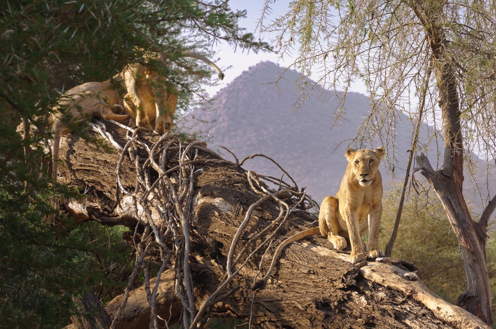 Two lions on a fallen tree branch in Samburu, Kenya with a scenic backdrop