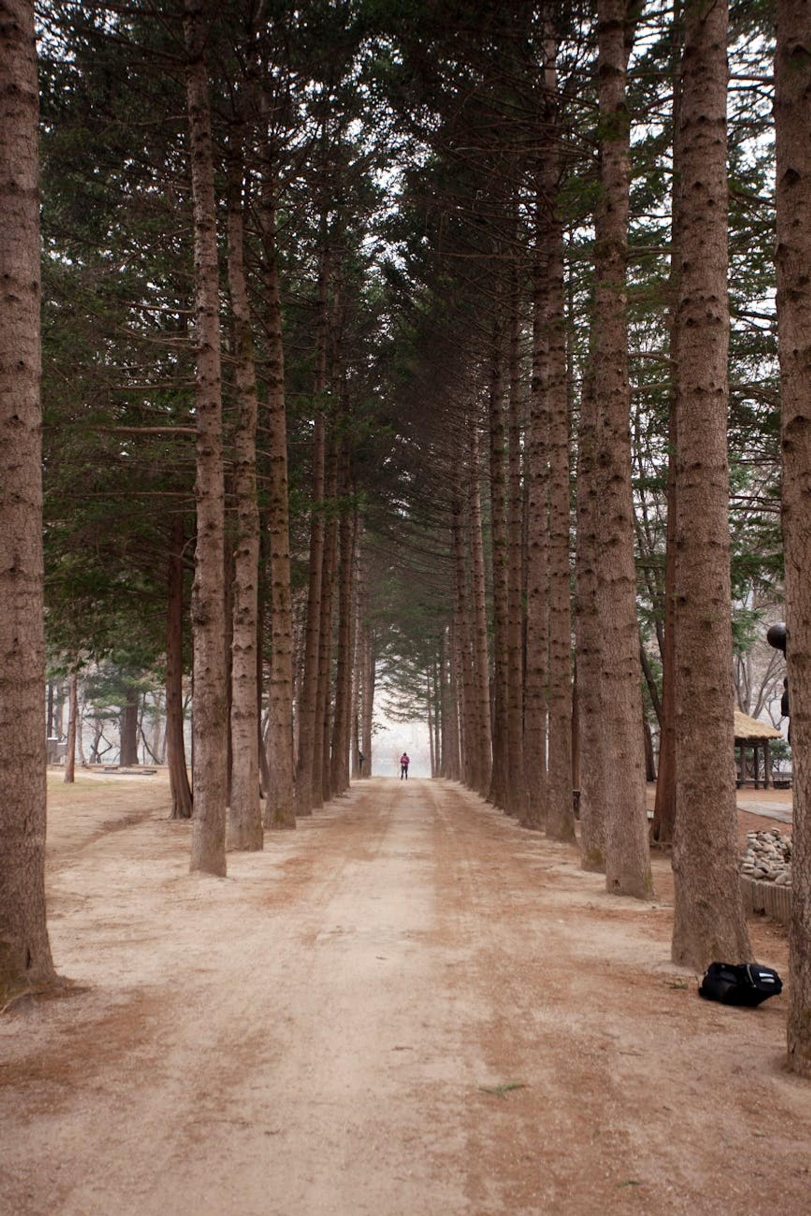 Full Nami Island — South Korea